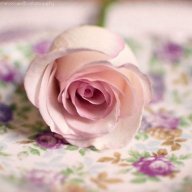 زهـرة الجبـل