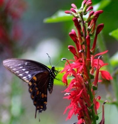 red perennial flowers 1