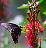 red perennial flowers 1