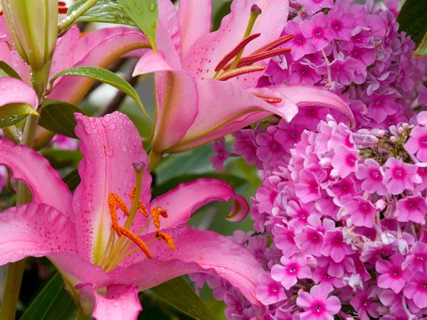 Lilies and Phlox