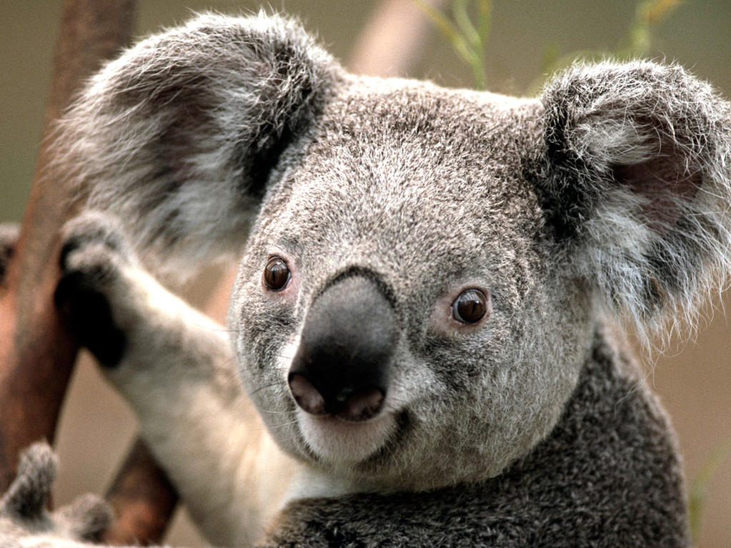 :  Koala.jpg
: 793
:  159.4 