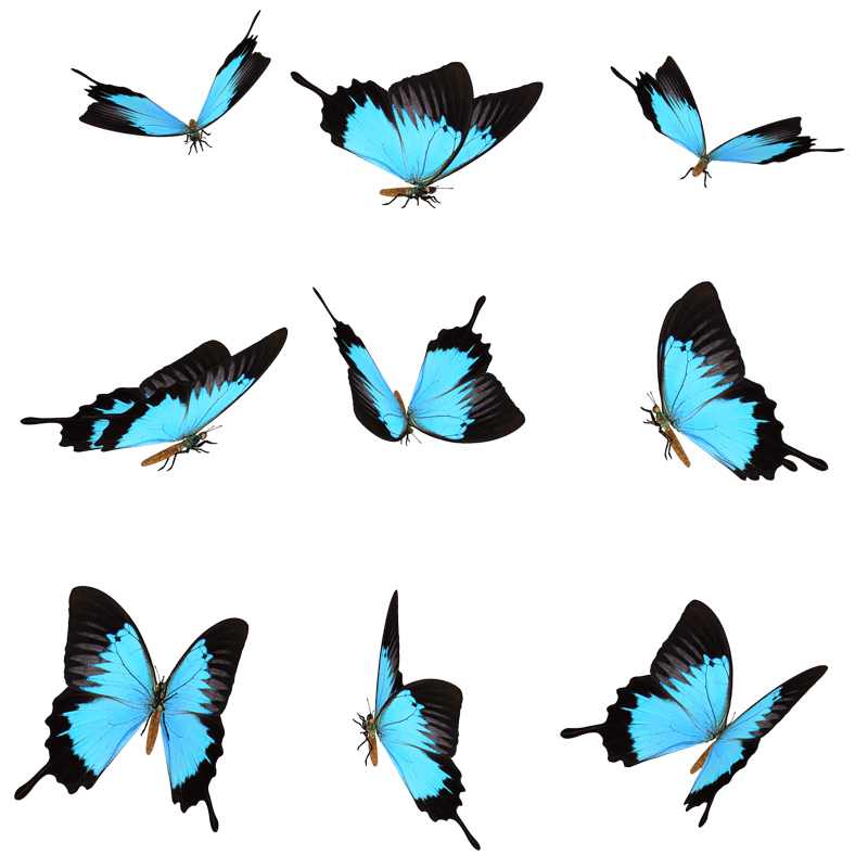 :  Butterfly_Stock_12_by_Shoofly_Stock.jpg
: 5593
:  275.0 