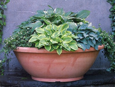 :  bowlplanters020_large.jpg
: 1442
:  48.7 