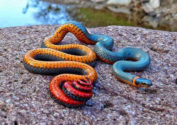 :  colorful-snakes-adders-vipers-61__880.jpg
: 391
:  95.4 