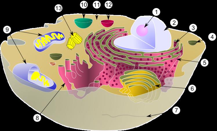 :  800px-Biological_cell.svg.jpg
: 9737
:  49.0 