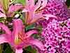 Lilies and Phlox