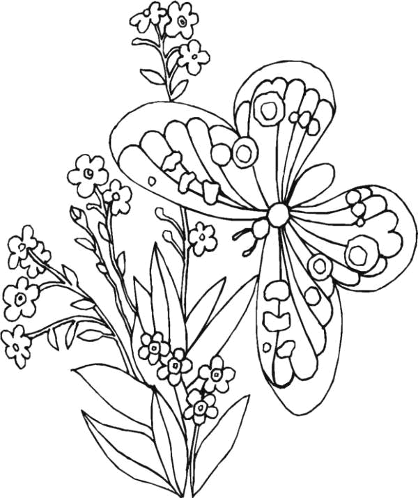 :  coloriages-papillon-fleur_jpg.gif
: 1989
:  77.2 