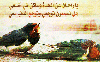 :  bird2.gif
: 1910
:  49.0 