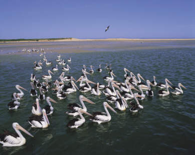 :  pelicans.jpg
: 735
:  18.7 