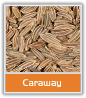 :  caraway-image.jpg
: 38059
:  13.5 