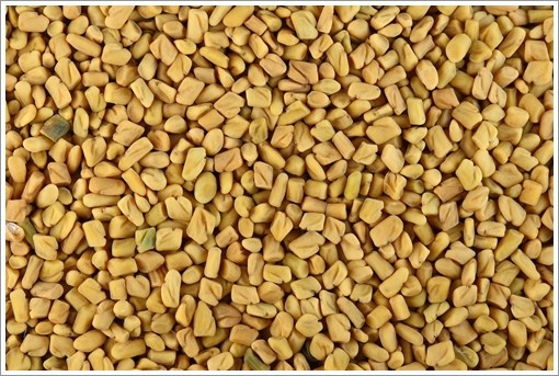 :  Fenugreek_seeds.jpg
: 7390
:  222.5 