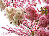 pinkandwhiteflowers[1]