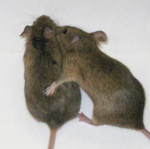 :  178-how-to-get-rid-of-mice-big.jpg
: 144627
:  11.7 