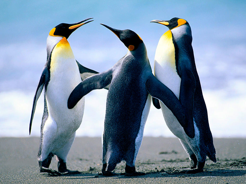 :  Penguins.jpg
: 363
:  137.4 