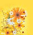 bdsunflowers