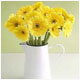 chrysanthemum's صورة